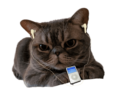 Thunder the cat wearing headphones